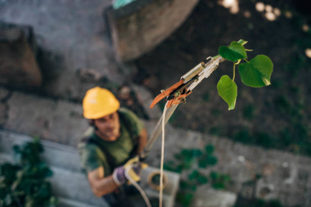 Ladysmith, WI Tree Removal Company