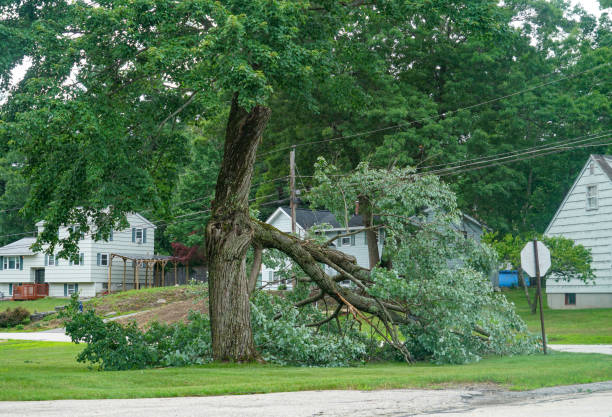 How Our Tree Care Process Works  in  Ladysmith, WI